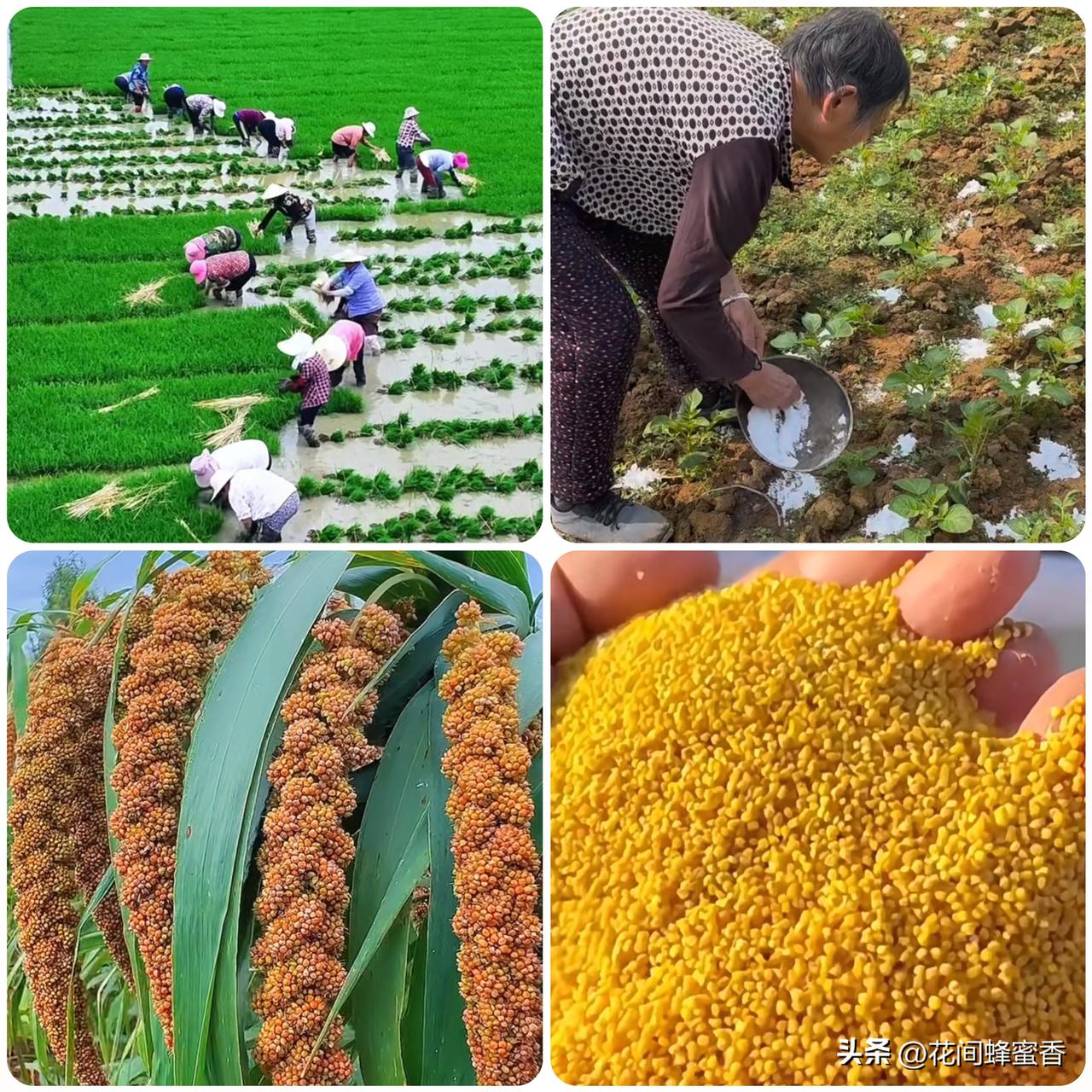 一分耕耘一分收获，春天播种汗水，秋天自会结出硕果，人生亦如是。春播一垄田