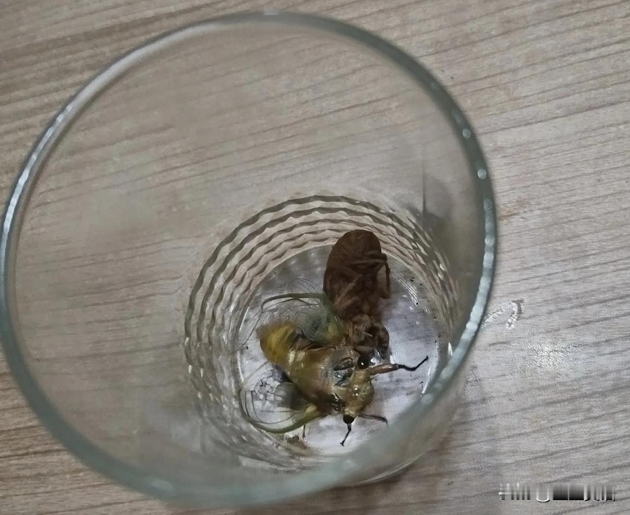 昨晚，抓了一只节流猴
今早，蜕变成了一只蝉
薄如蝉翼
它的翅膀
从黑暗到光明
歌
