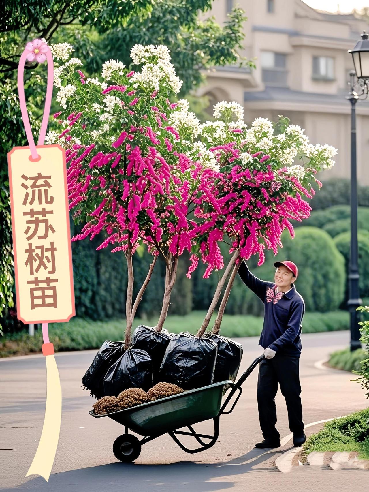 庭院新宠！一棵流苏树，解锁四季浪漫

谁的心中，不曾藏着一个庭院梦？那里，是心灵