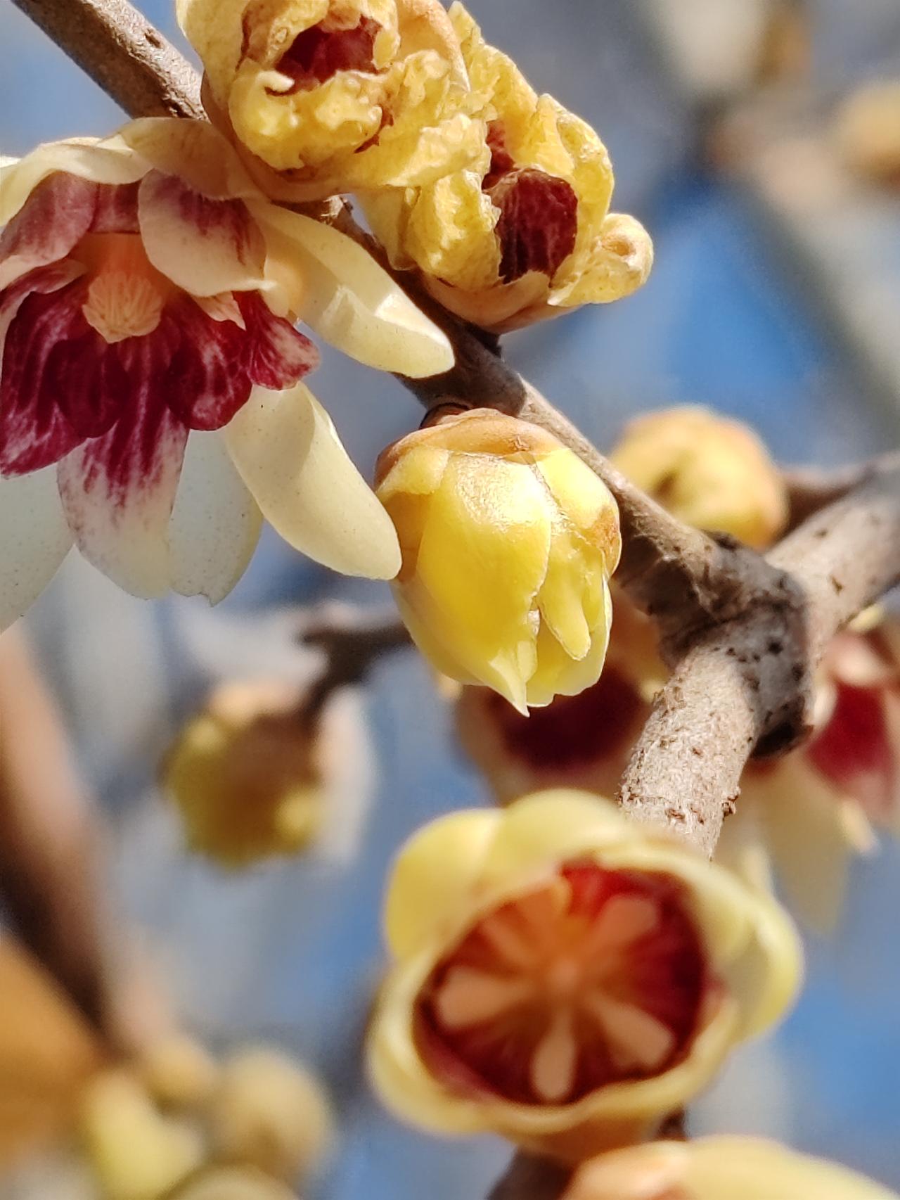 晒图笔记大赛正月赏梅梅更艳。