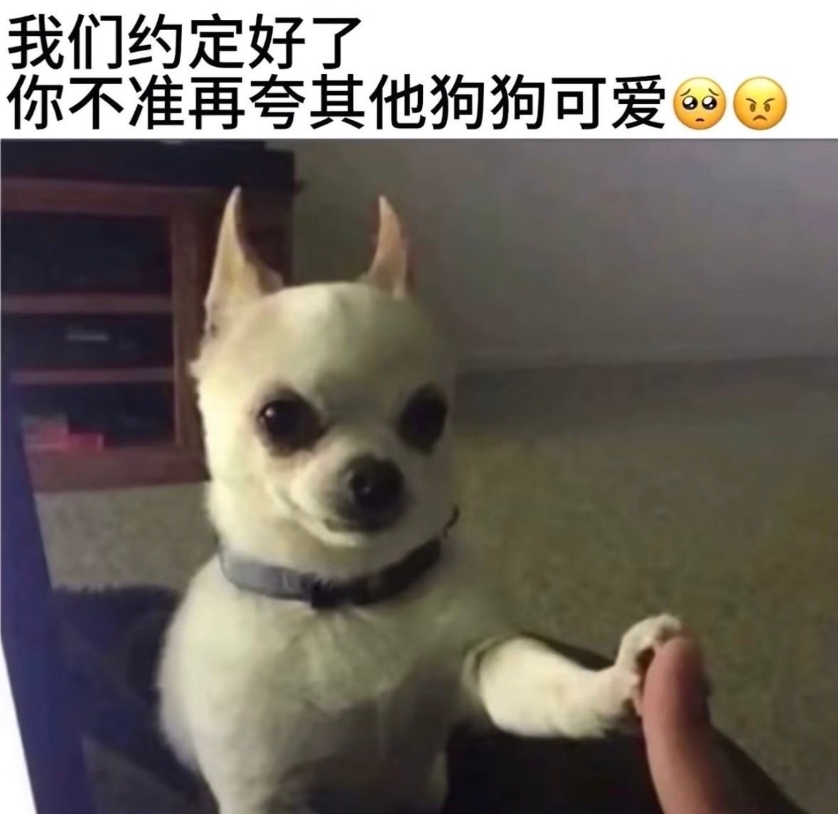 我们小贝完全是……萌物中的萌物 萌物中的统治者 萌物之主 萌物的终结者 萌王 萌