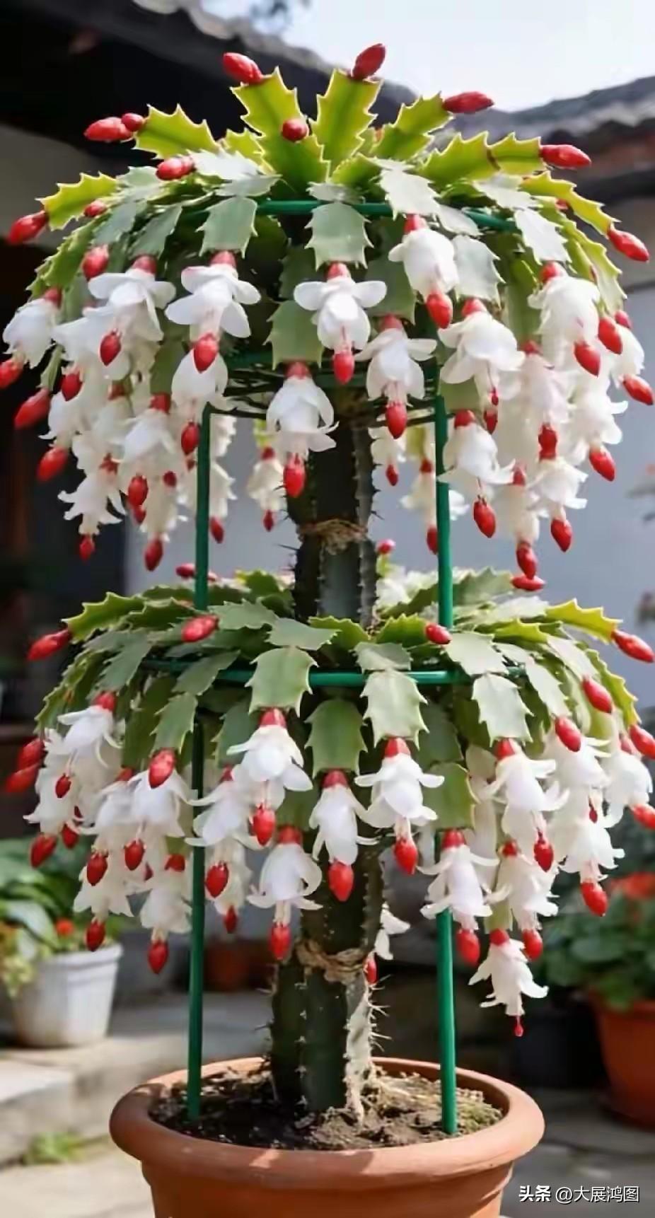 红果盈枝，白花映日而红。你可认得这盆花是什么花？到评价区留言吧！映日红艳 紫花映