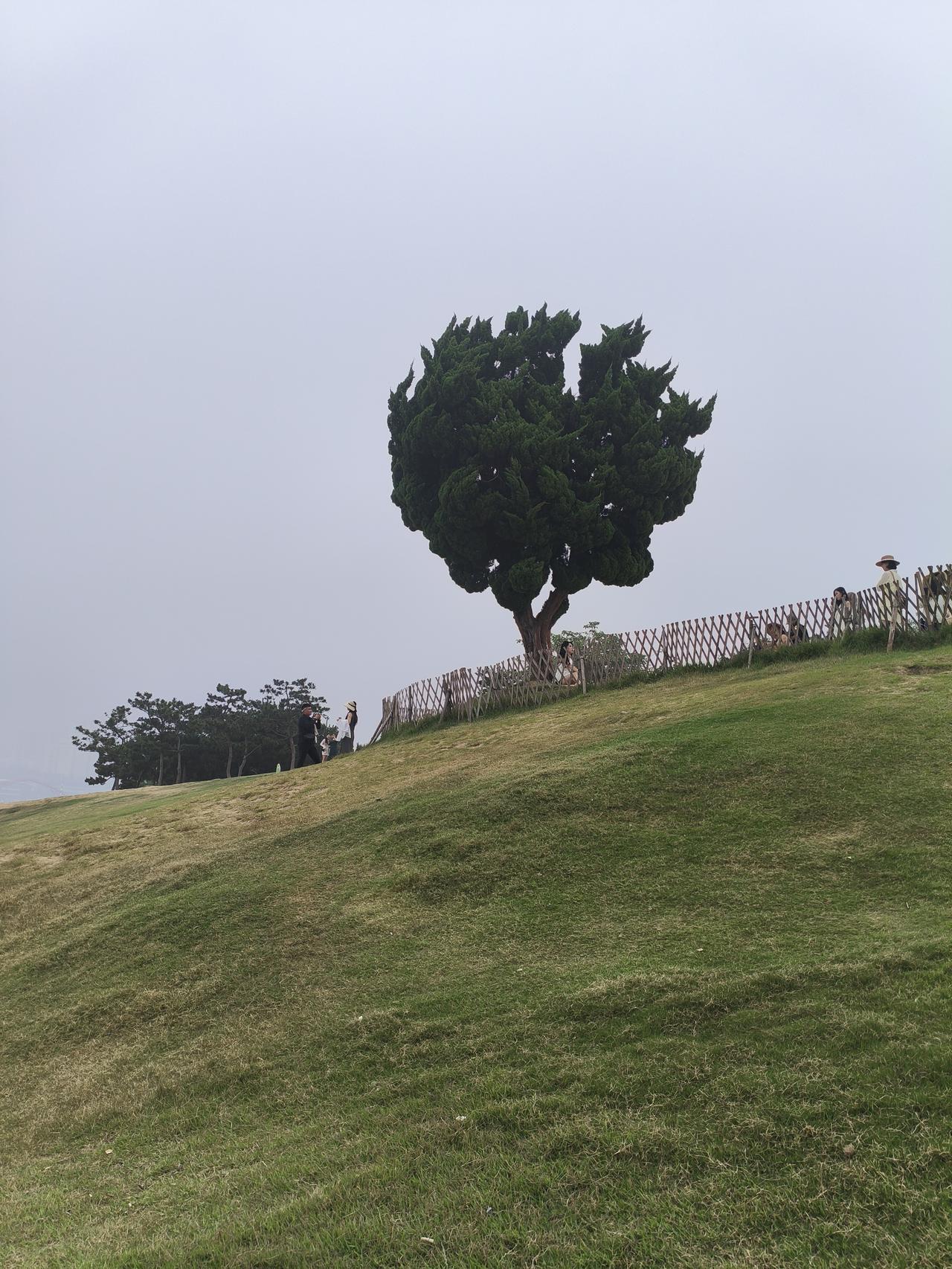 一棵树