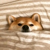 孟茂侃影视剧