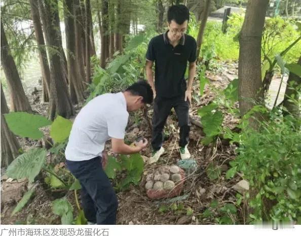 罕见！广州中心城区发现完整恐龙蛋化石

近日，广东省广州市海珠区一次市民的偶然发