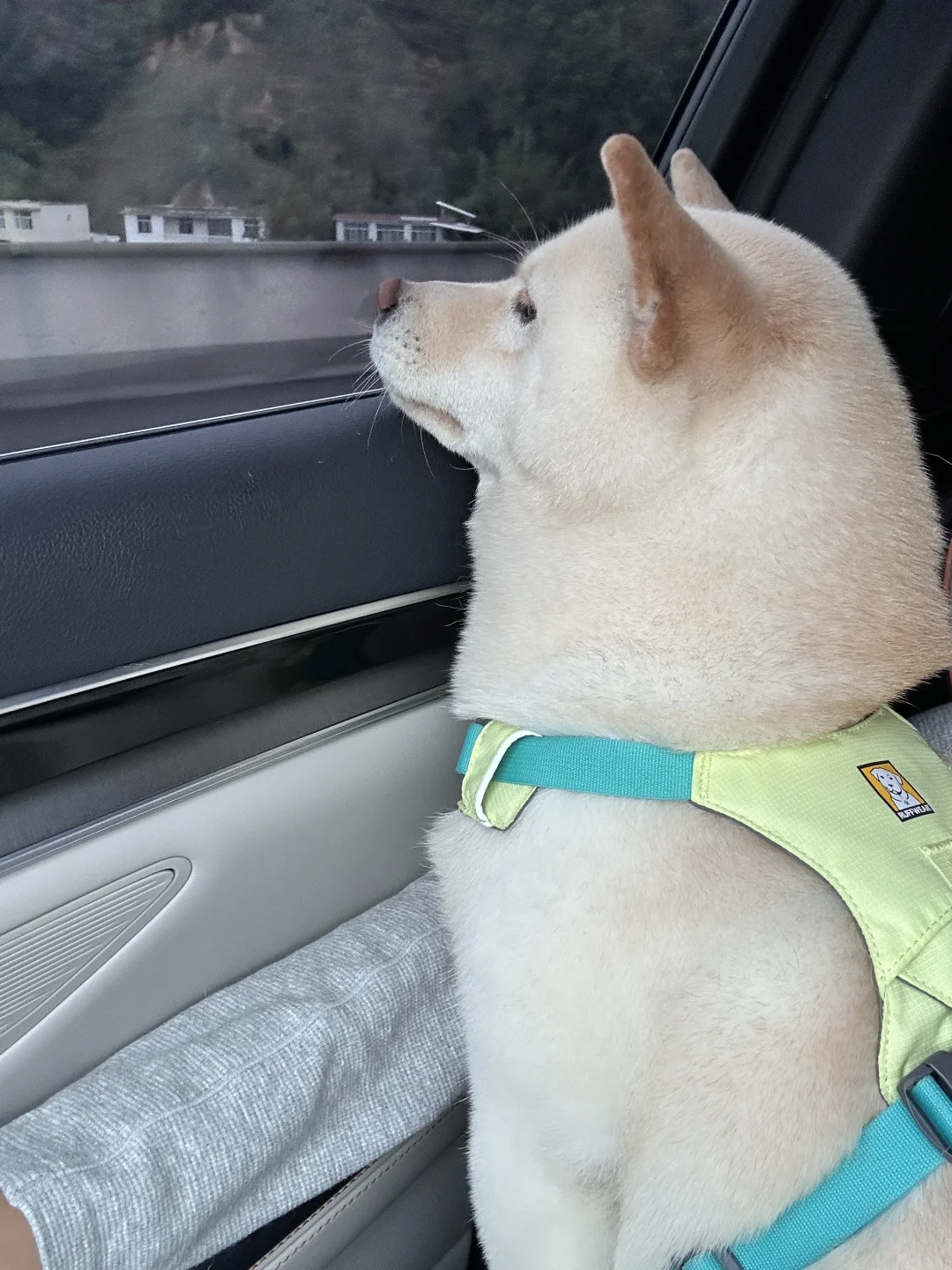 小狗坐车都在想什么呀
