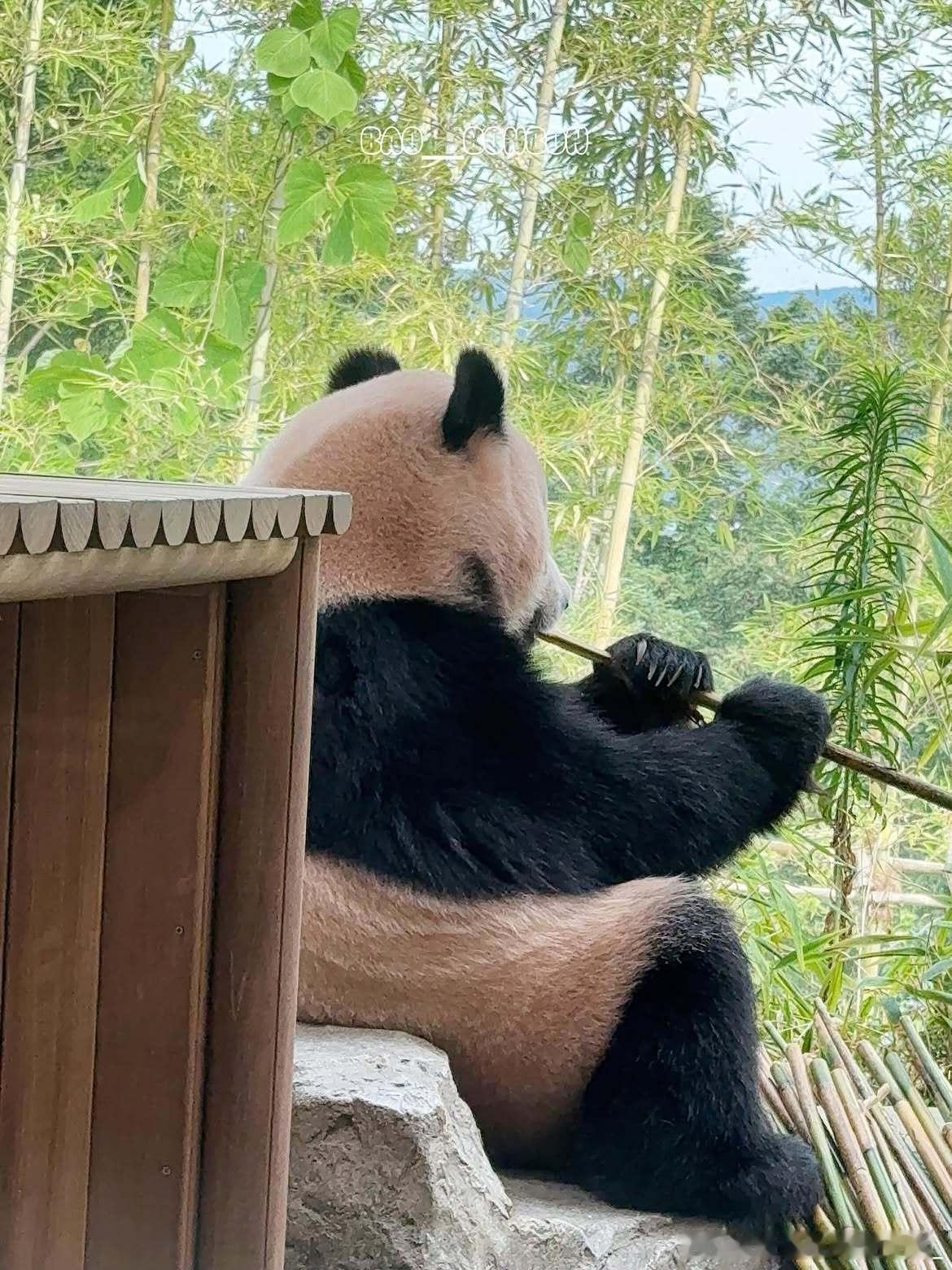 每天早起打卡猫宁～ 