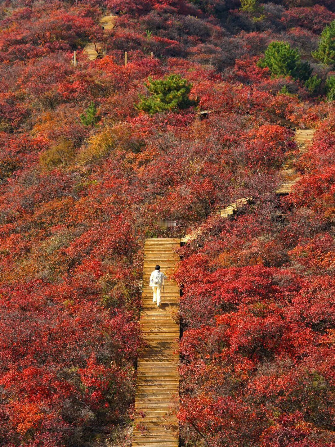 摊牌了，房山免费栈道，天花板机位📷推荐大家