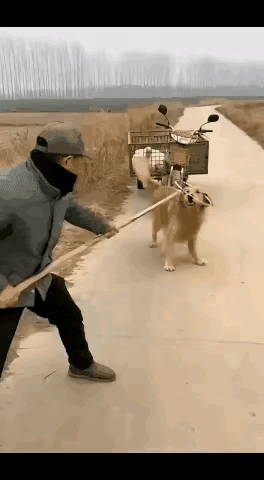 一名狗贩子骑着三轮车外出收狗，途中瞧见路边有一条金毛犬。他顿时心生贪念，想着要是