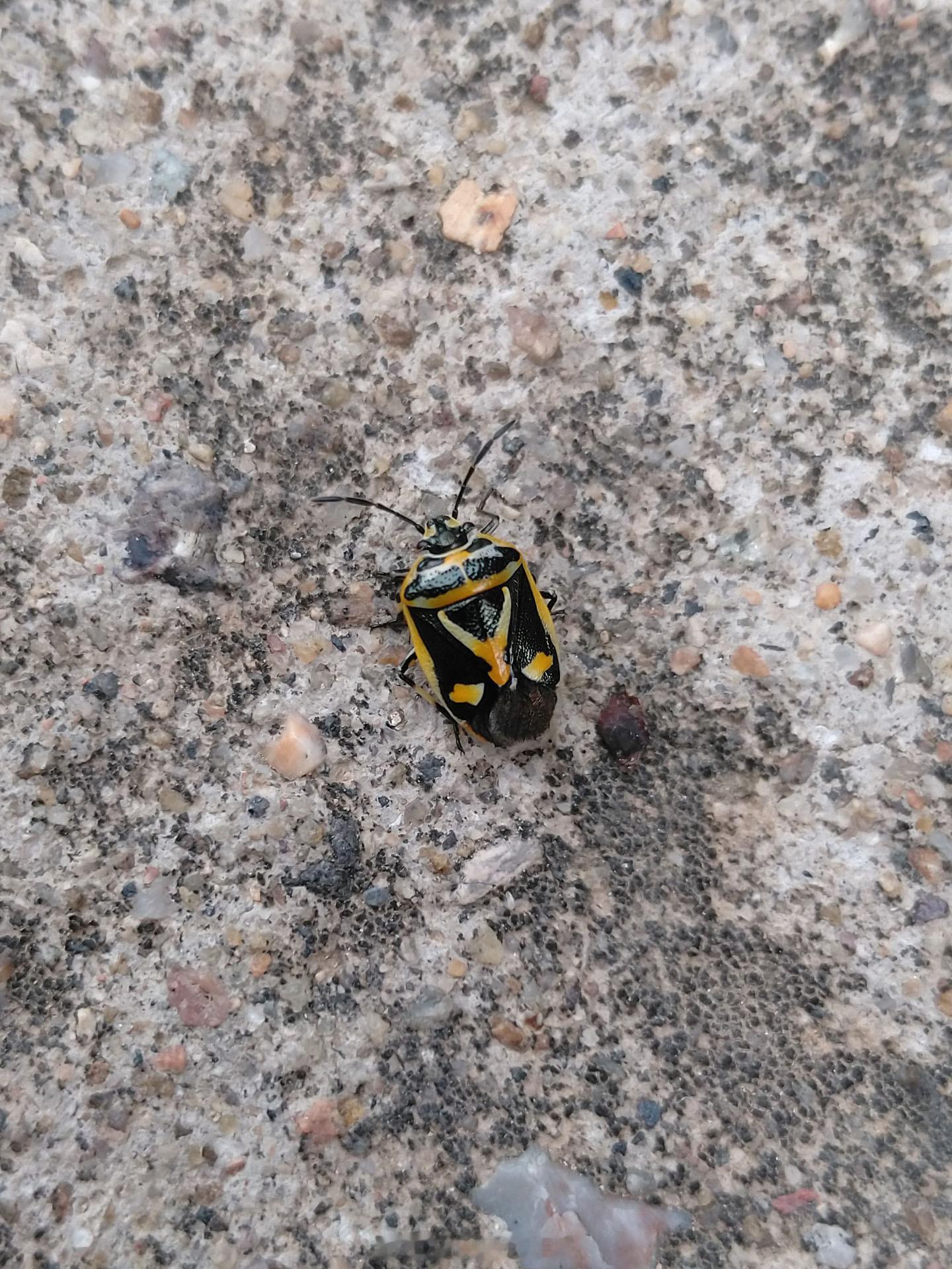 hotwheels风火轮丰田4runner昆虫蝽 今日份快乐和今日小虫，这个4R