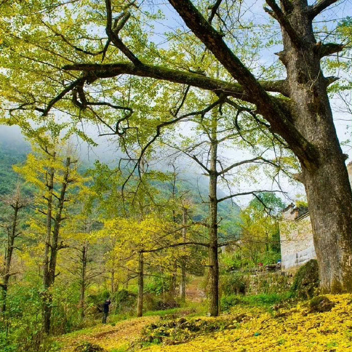 “今朝万里秋风起，山北山南一片云。” ​​​