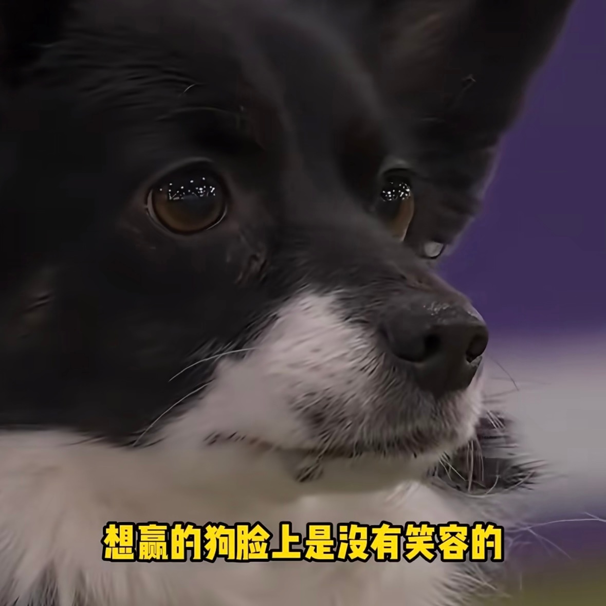 真正想拿下舞台的人是不会快来康康的 