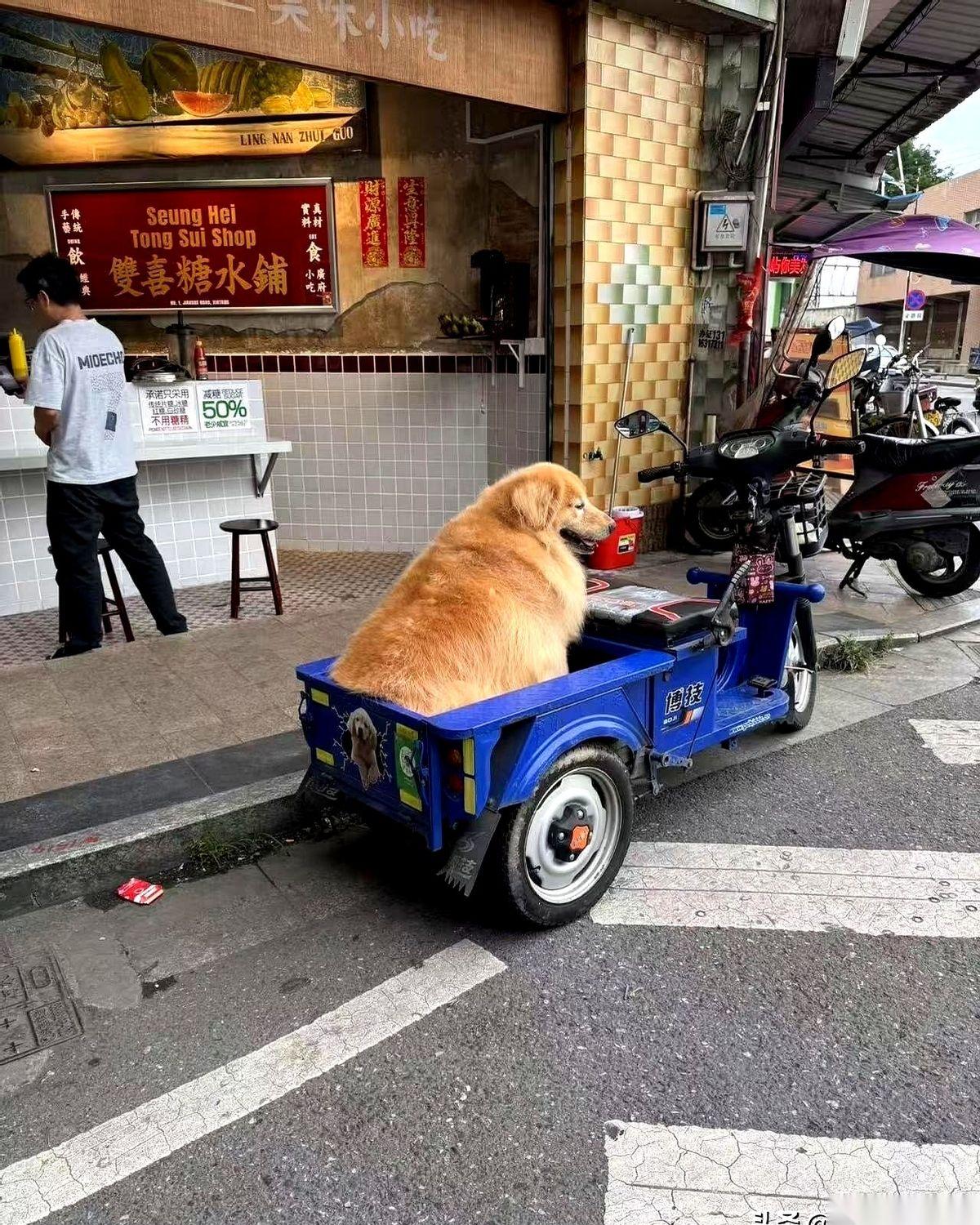 第一眼看过去，我以为是头小猪，肚子圆滚滚地贴着地，再一看，才发现是只金毛。
它不