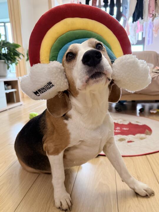 小比带孩子，累的瘫倒在🌈枕头上了