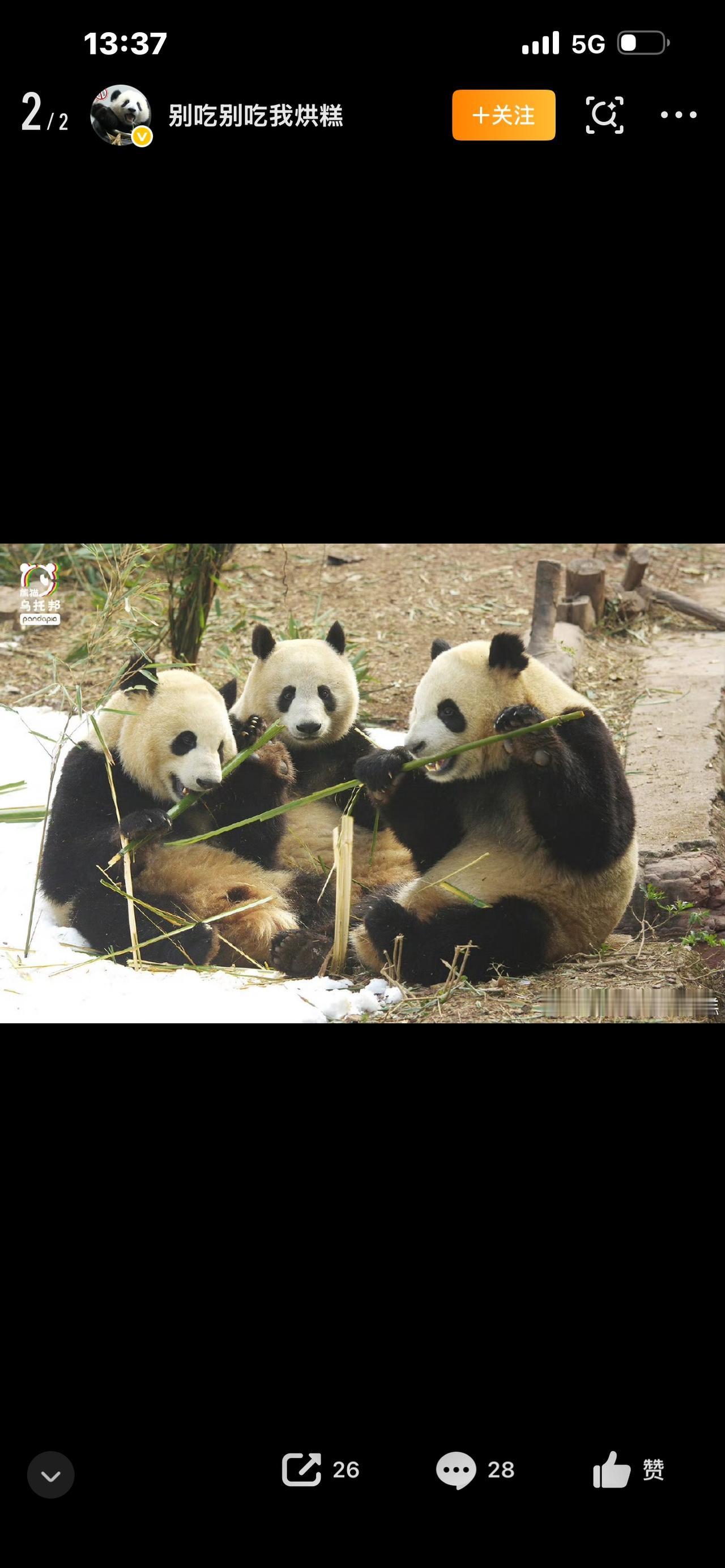 萌化全网！中美关系最暖“使者”来了！成都两大国宝“平平”“福双”即将赴美，开启十