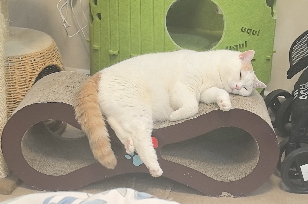 元宝：哎朋友，生命在于静止啊每天带孩子 和小猫玩你追我赶，给元宝累得🤣 