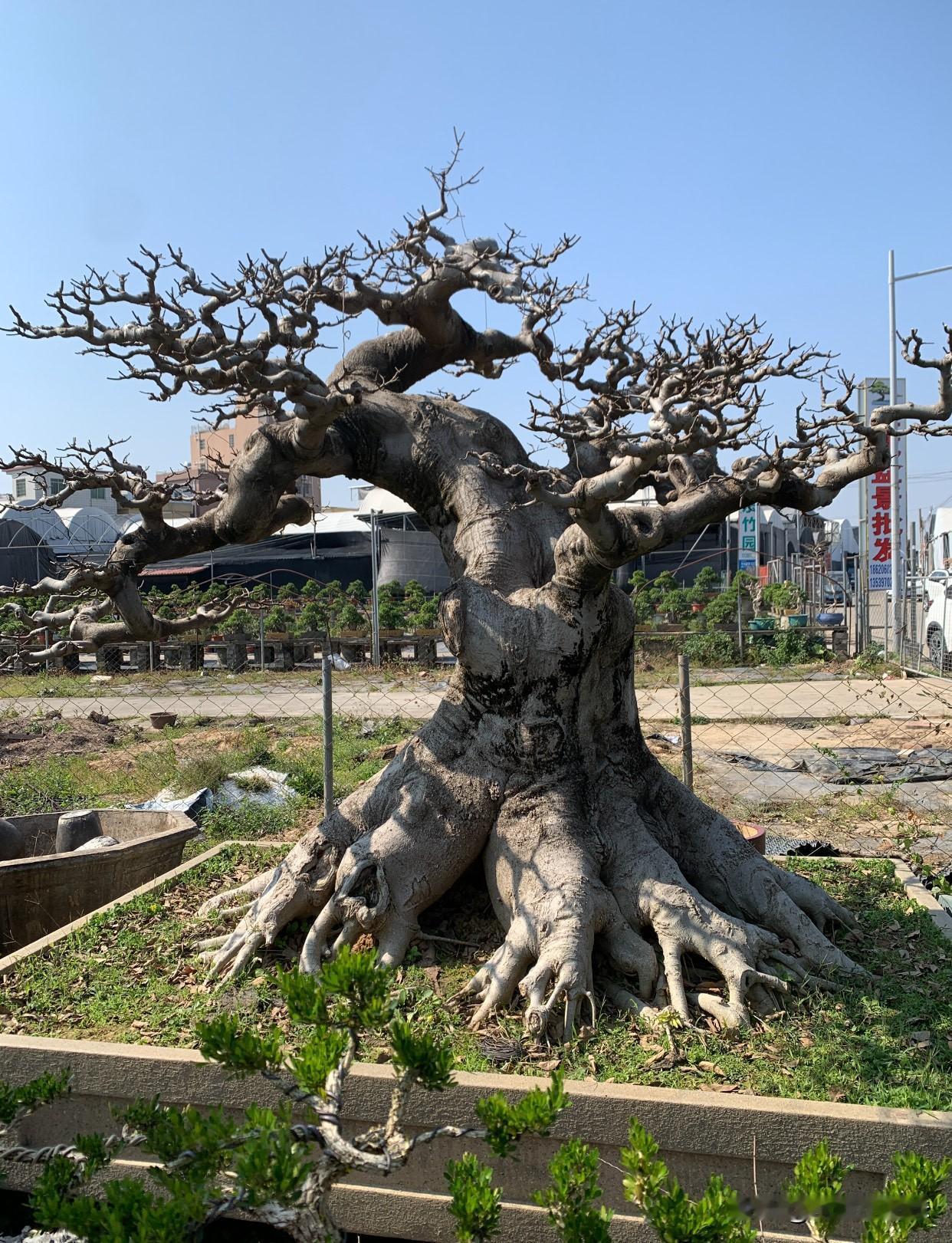 高端盆景植物有哪些
