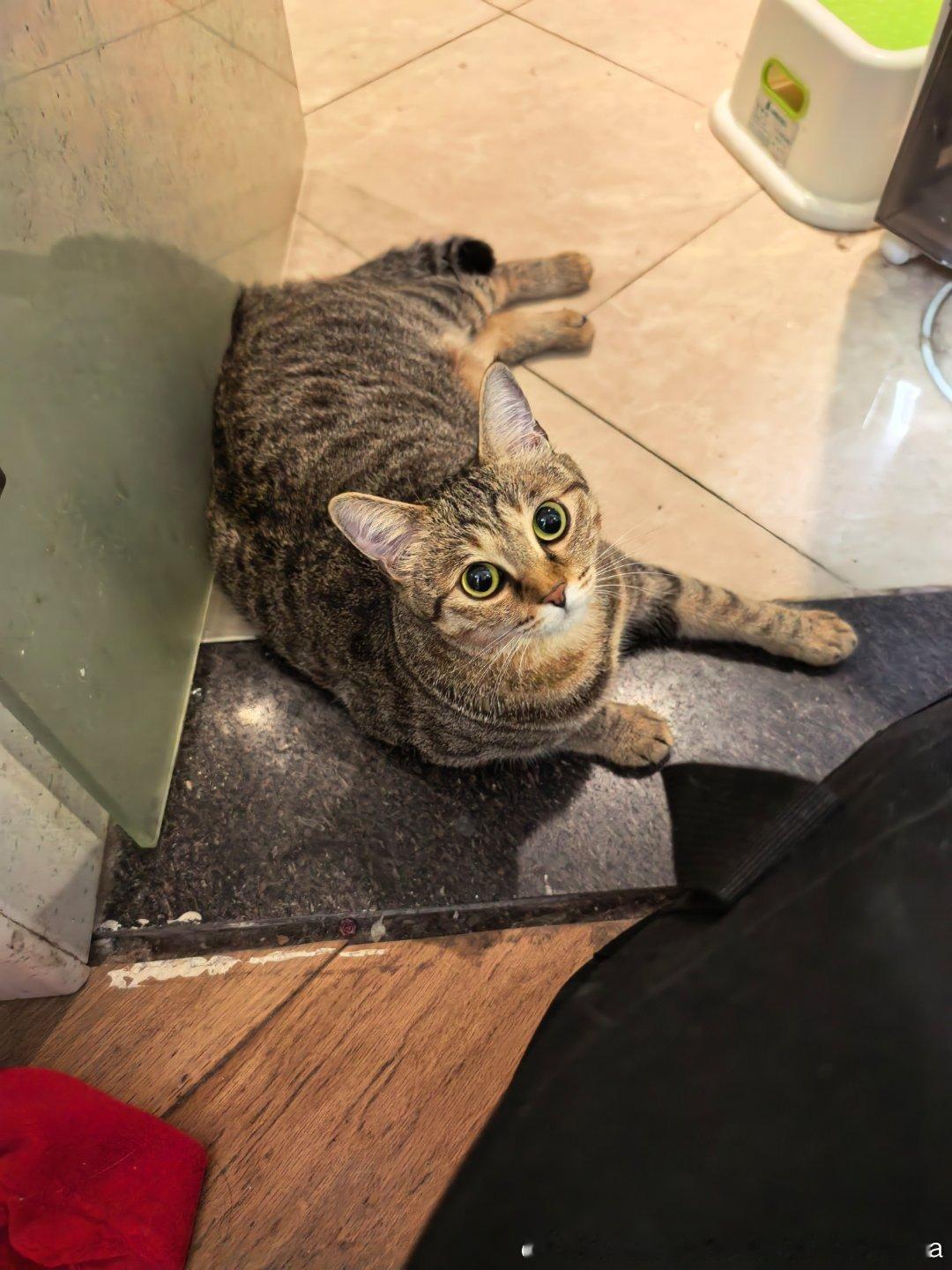 猫爸先要把猫带走，家里三个猫包。发财对气味敏感用了新包他愿意进去。还有一个猫包之