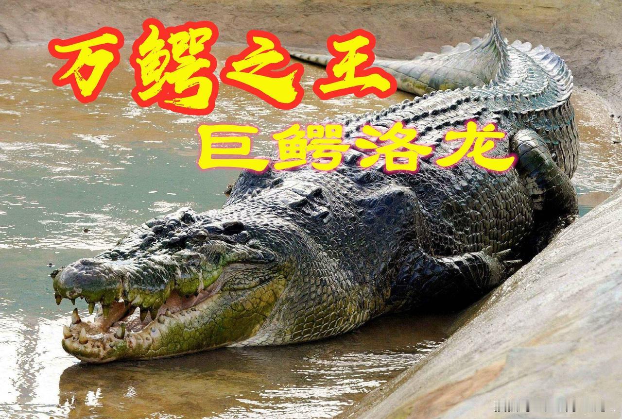 【动物极限】万鳄之王洛龙：现存最大鳄鱼，结局让人心痛
  作为地球现存体型最大的