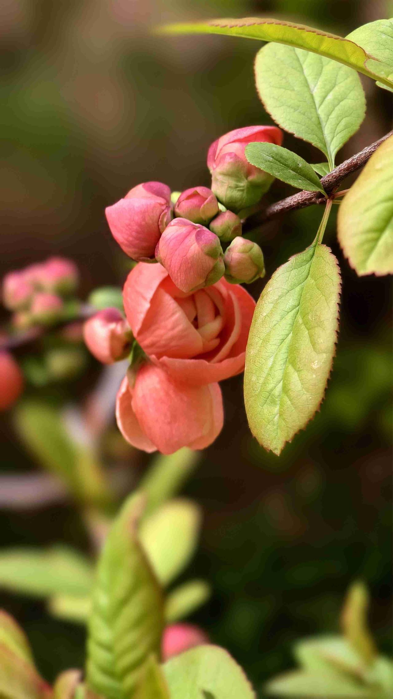 海棠
绿叶红花齐发芽
东风吹过展芳华
何须谦让先前后
同长同生是一家

我的今日