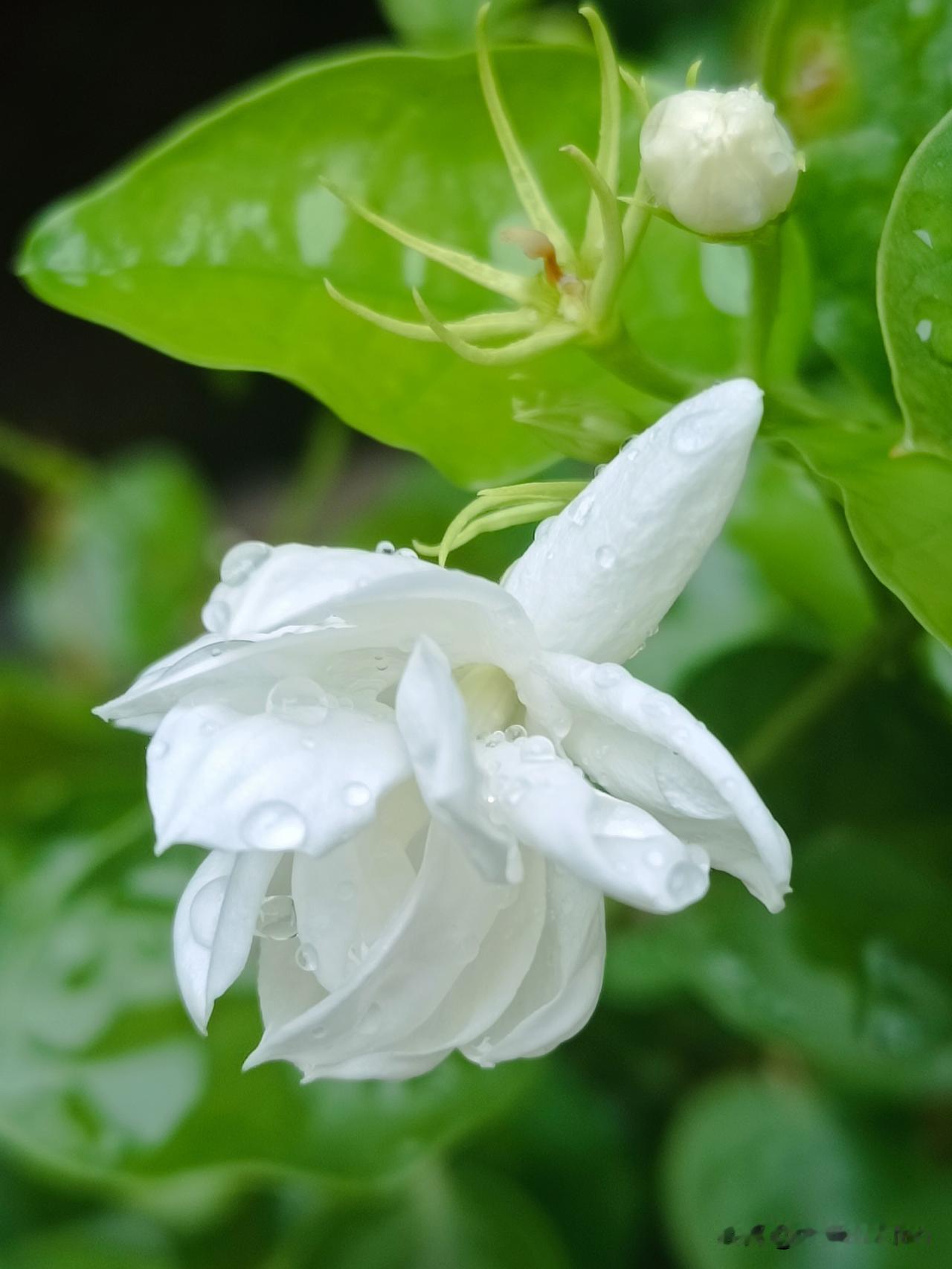 雨后茉莉，满身清露，一身清香……