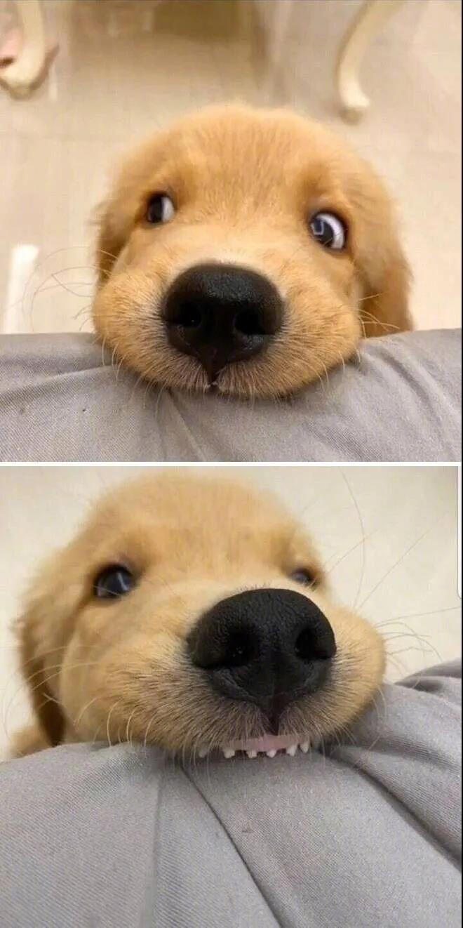 新长牙的小伙伴～莫名可爱！ 