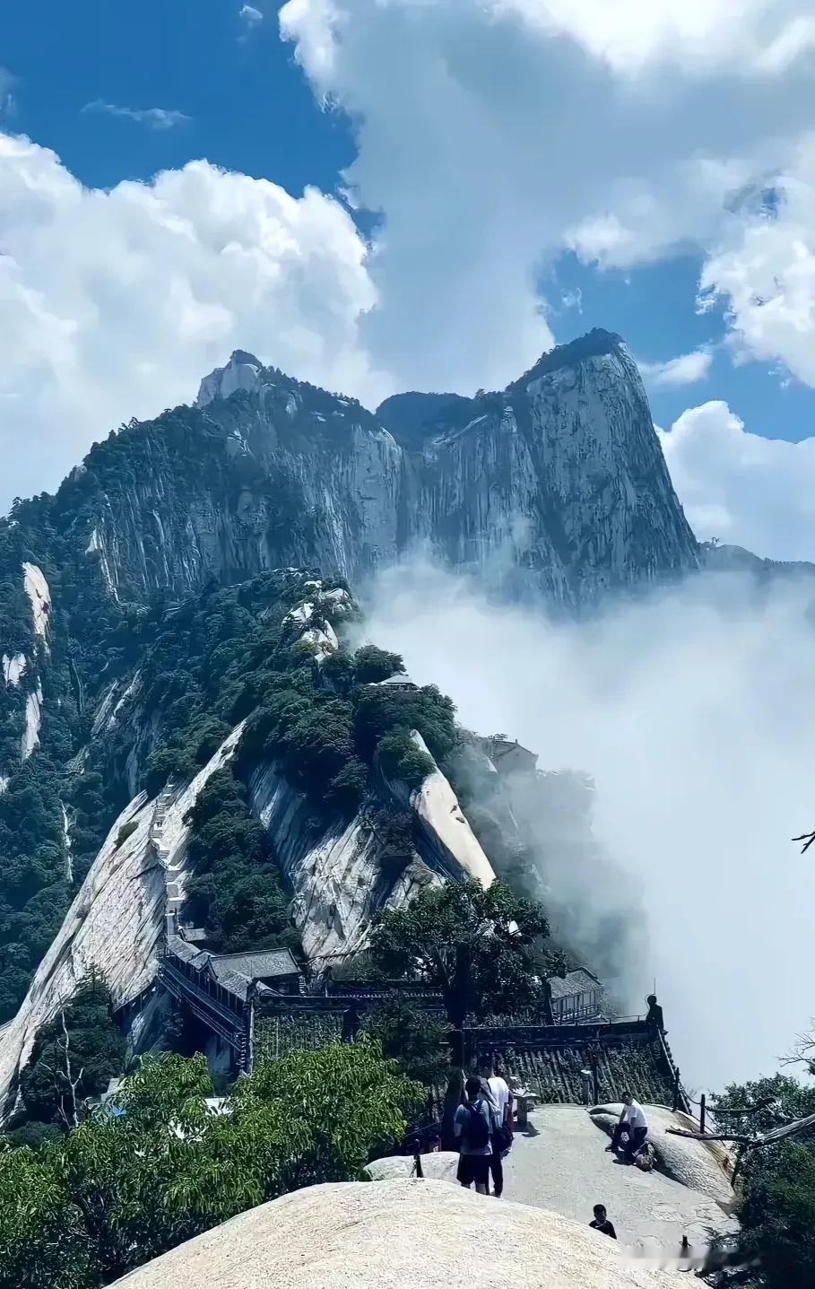 清清楚楚岩上花