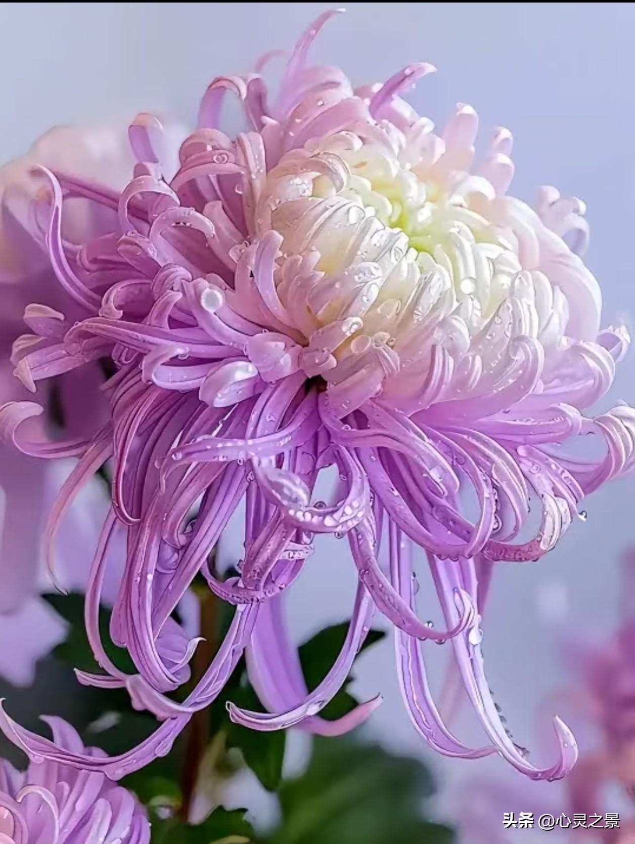 淡紫清雅、明黄热烈，各色丝菊垂落卷曲柔长的花瓣，水珠裹住瓣边，在微凉秋日静静舒展