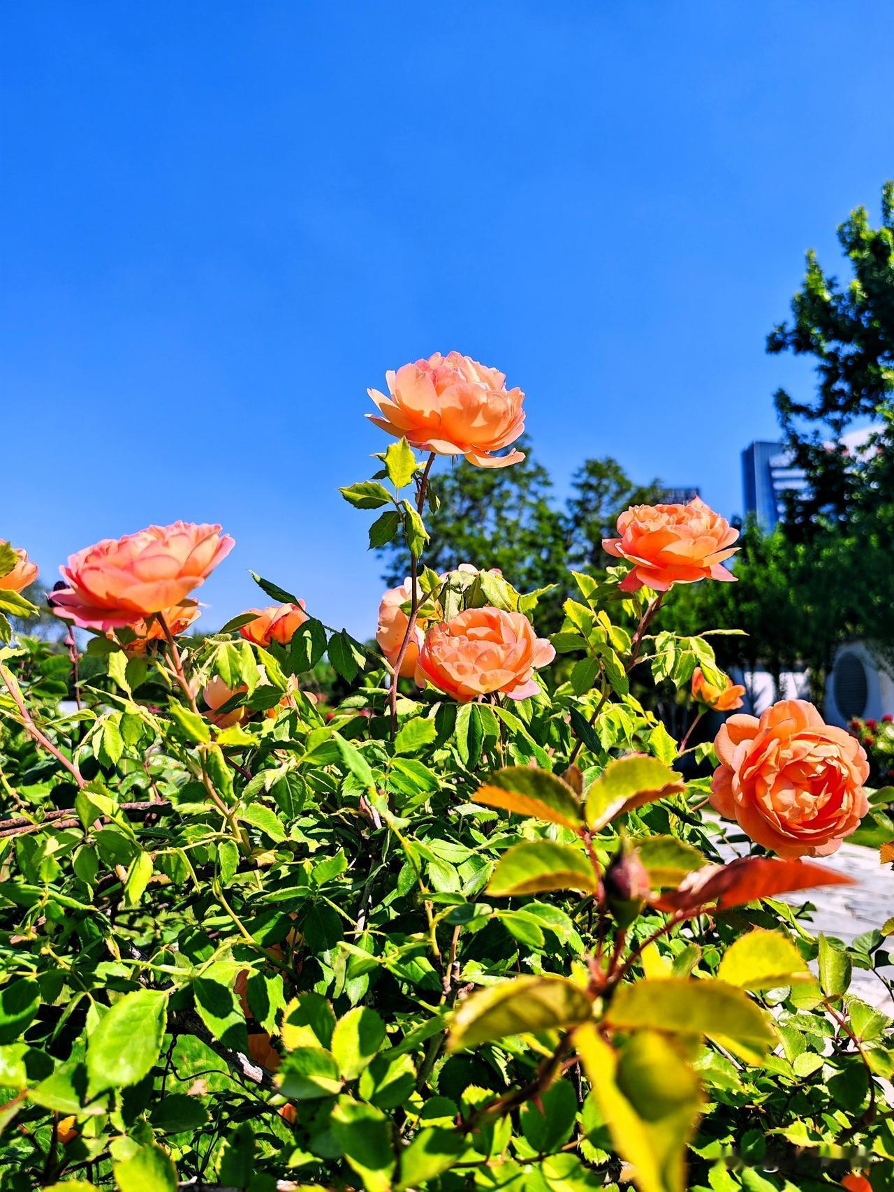 碧空如洗映芳华，橙花绽放映晴空。🌹🌞