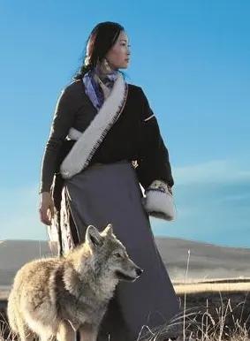 女画家李微漪说，我带着狼王格林去牧场，那里有六个藏獒，身影巨大，经常欺负格林，格