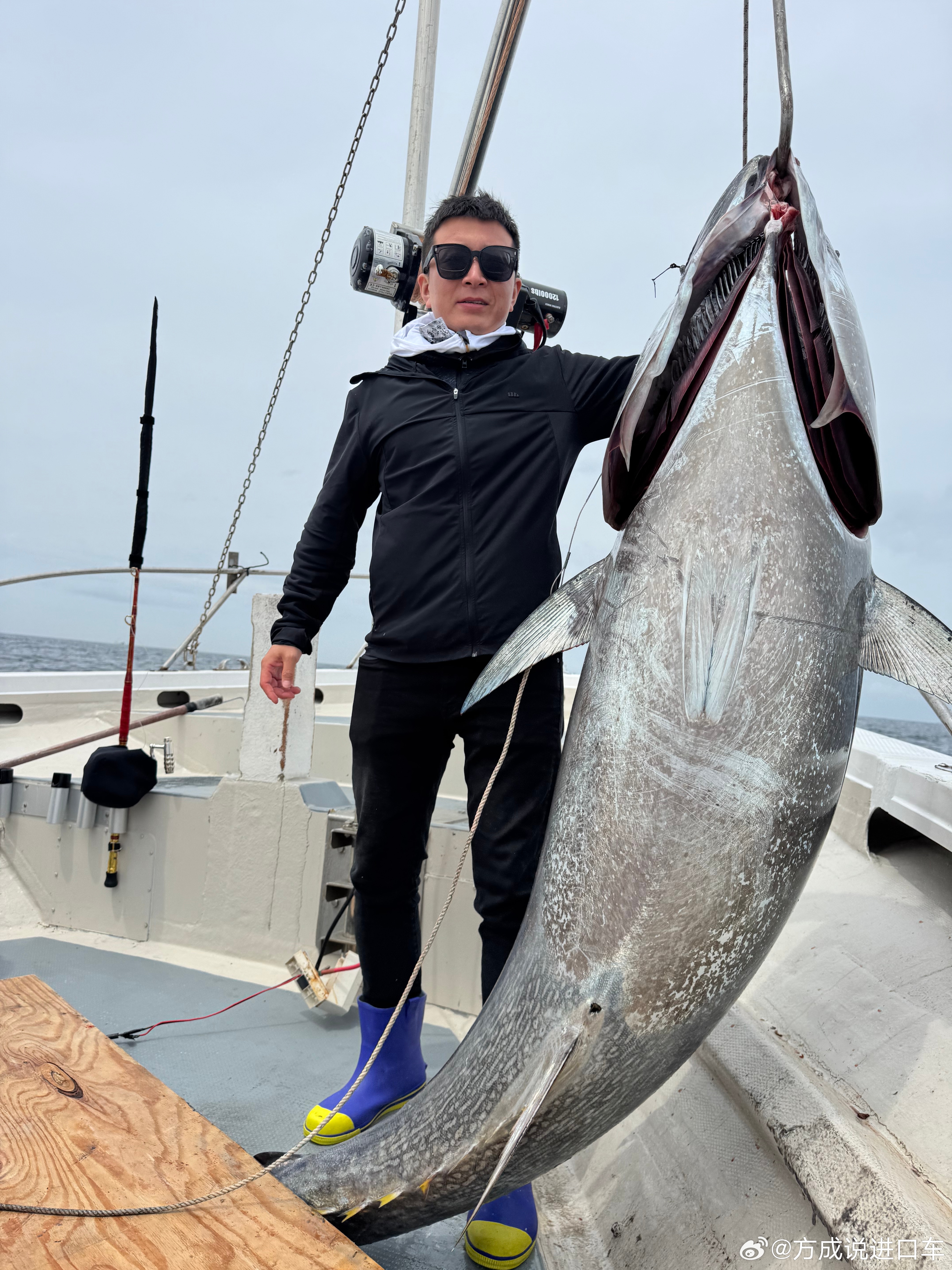 渔民捕获两条巨无霸金枪鱼估值10万我们去年在日本也钓上来一条只是无法交易！只能自