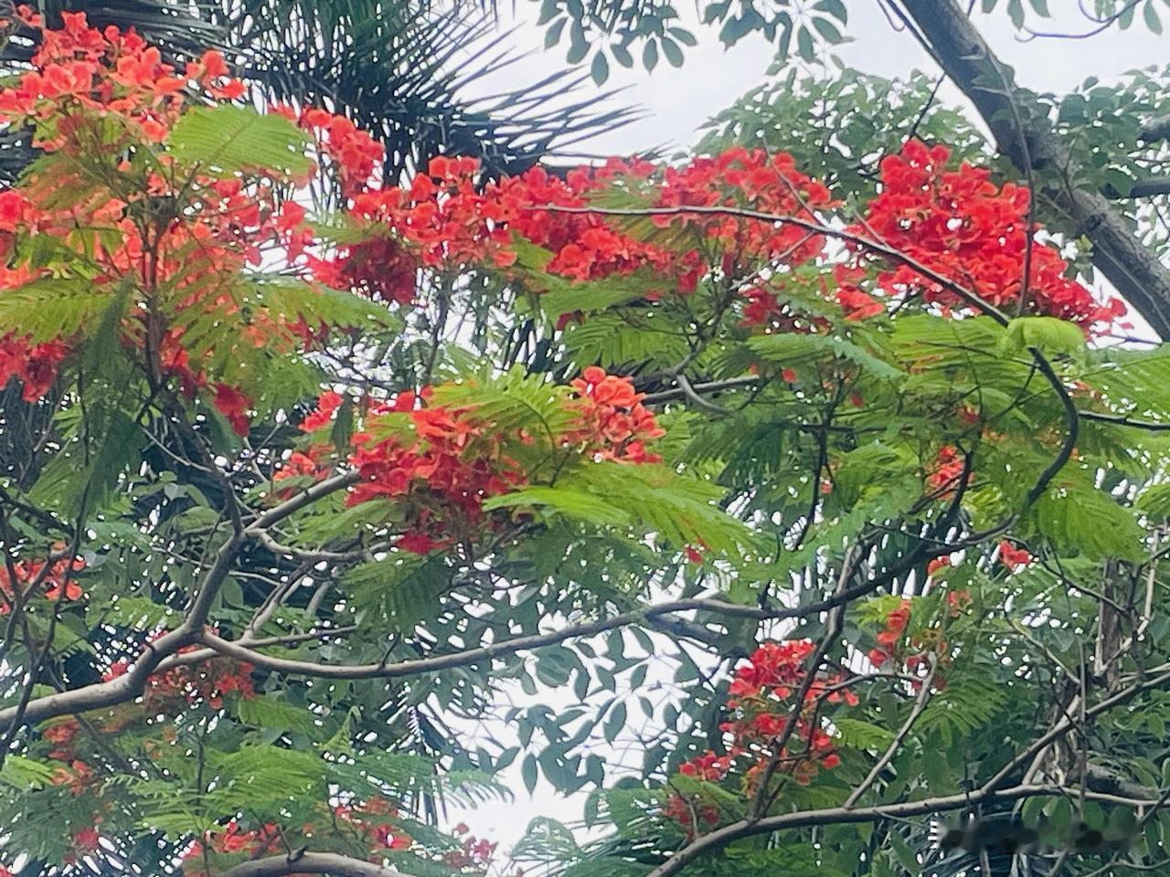 万物皆有灵性，人间自有真情在，凤泪成花，人类的眼泪却成了弱者的标志，花如其人人不