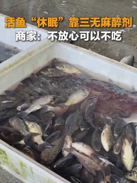 央视曝光多地水产市场，活鱼被人为麻醉后流向餐桌。商贩为减少损耗、方便运输，使用三
