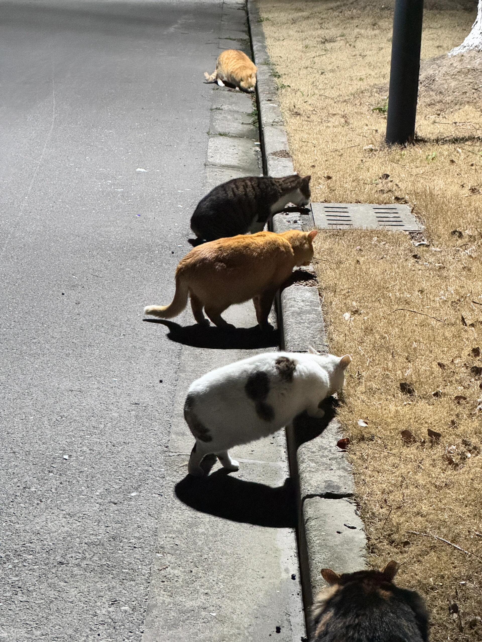 大学校园里不让养猪 