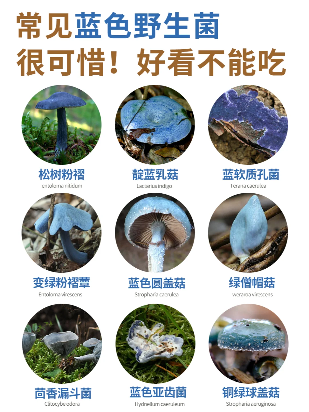 常见蓝色野生菌，很可惜，基本不能吃~