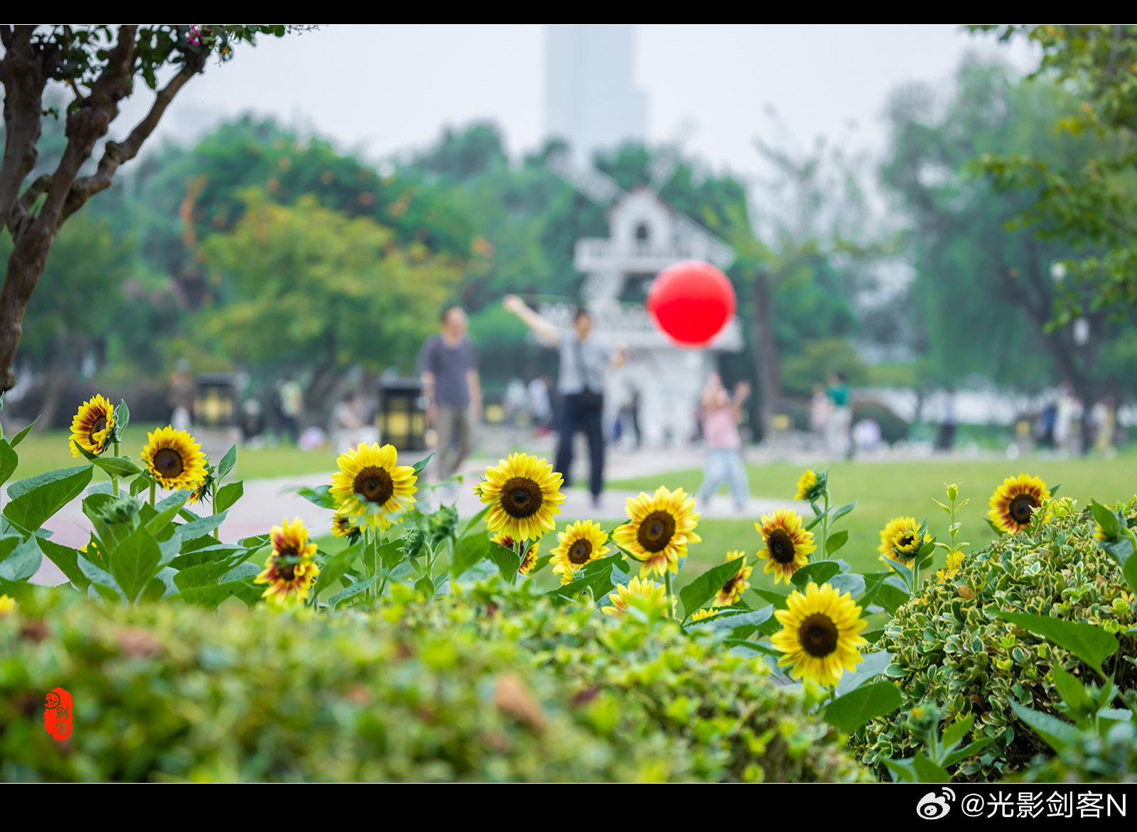 极美南京，秋日繁花，向日葵栾树，花开争艳扮金陵    南京读城记你会反复爱上南京