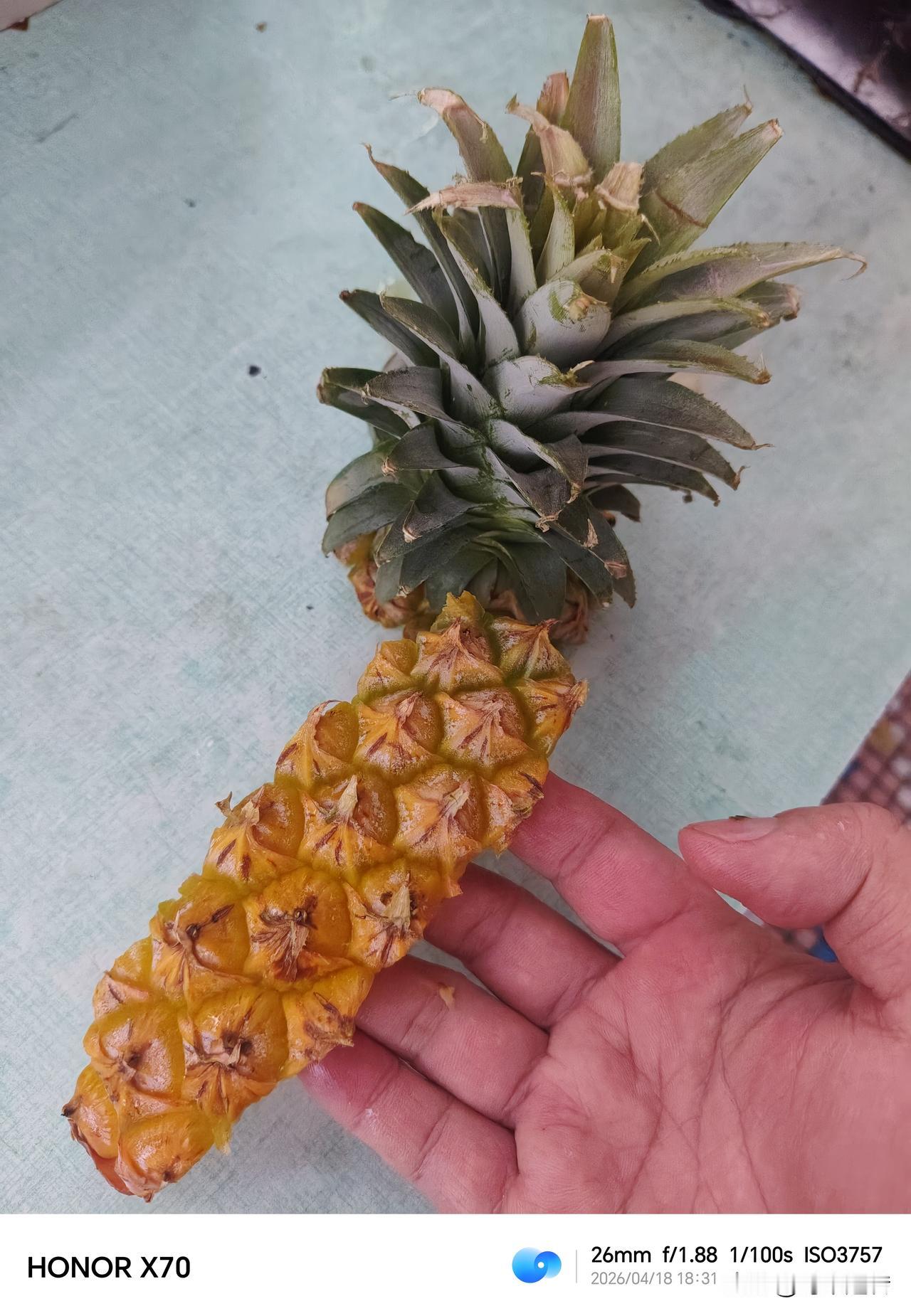 看起来外表金黄金黄色的凤梨，切开后，内心却已发黑！
前几天，从网上购买到凤梨。