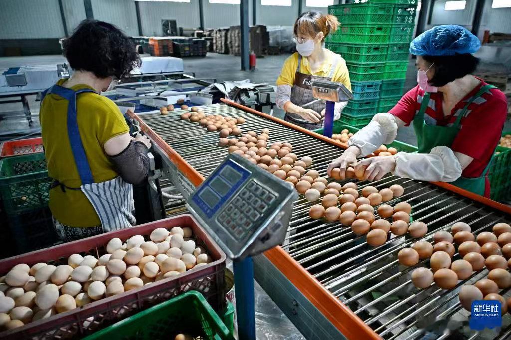 青岛农业藏着两条千亿级产业链 【从“养殖”到“餐桌”，青岛全链打通】青岛畜牧业的