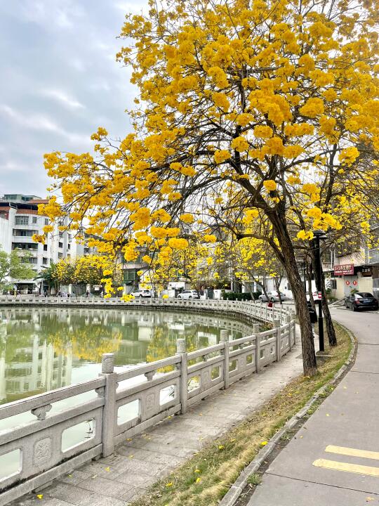 春天，风铃花开时💛