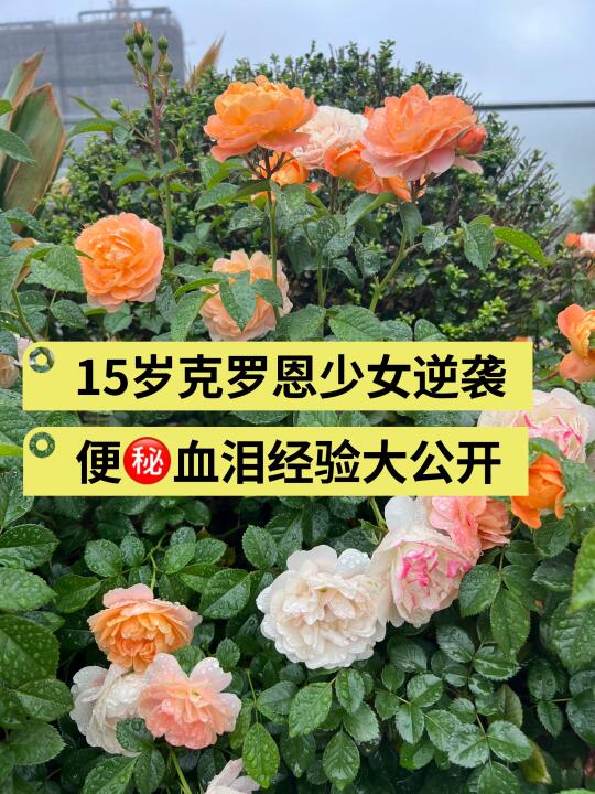 🔥15岁克罗恩少女逆袭，便㊙️血泪经验大公开