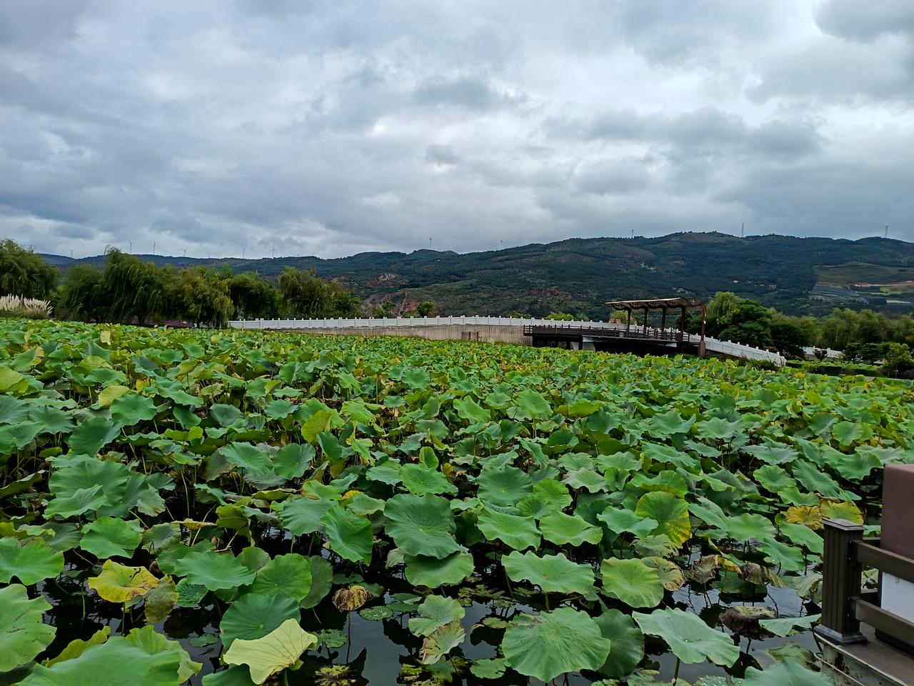 这时的水乡，游人寥寥，可能大家都只喜欢“接天莲叶无穷碧，映日荷花别样红。”的夏日
