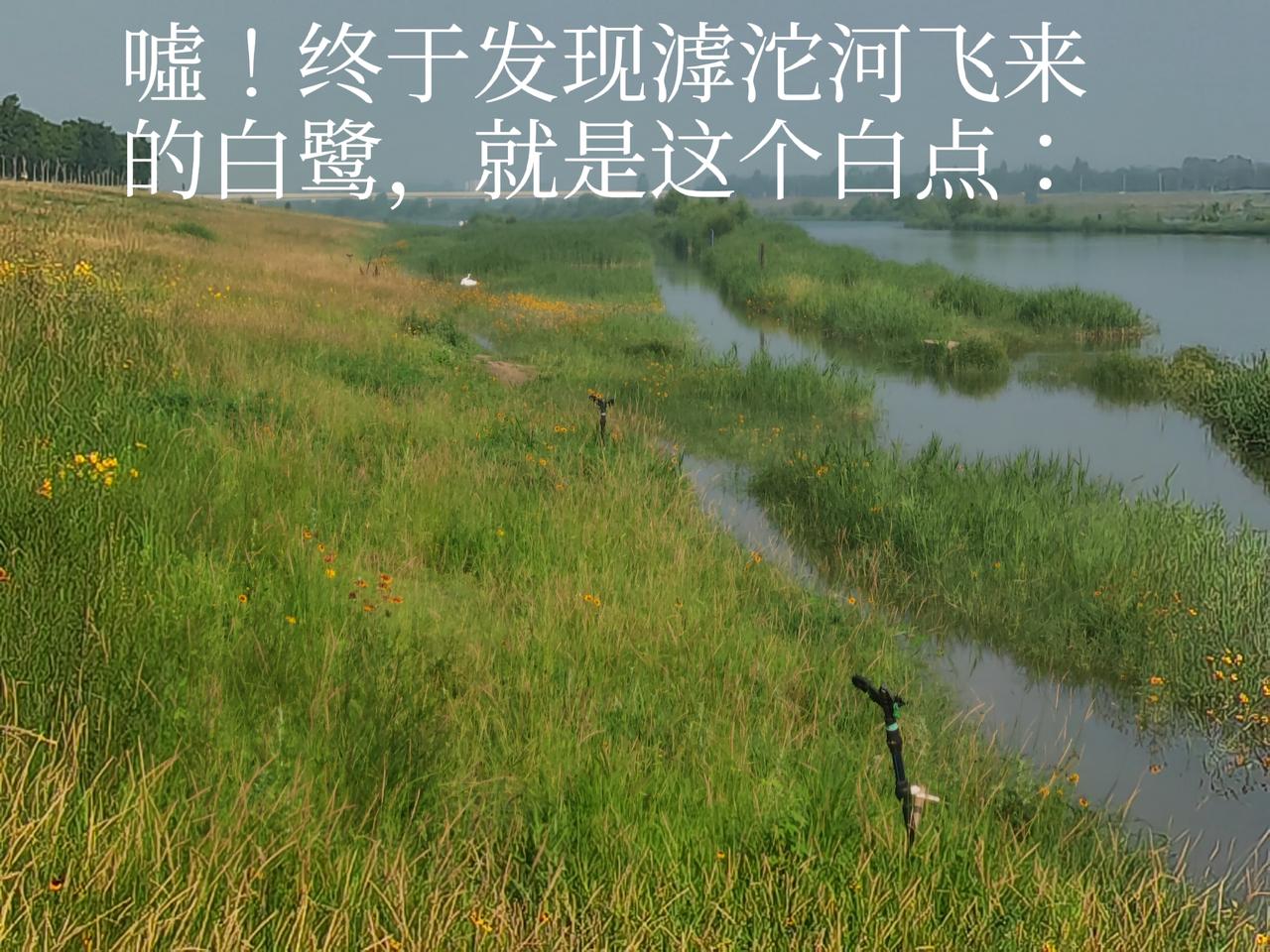 石家庄滹沱河畔春光正好滹沱河的生态因白鹭栖息而优美