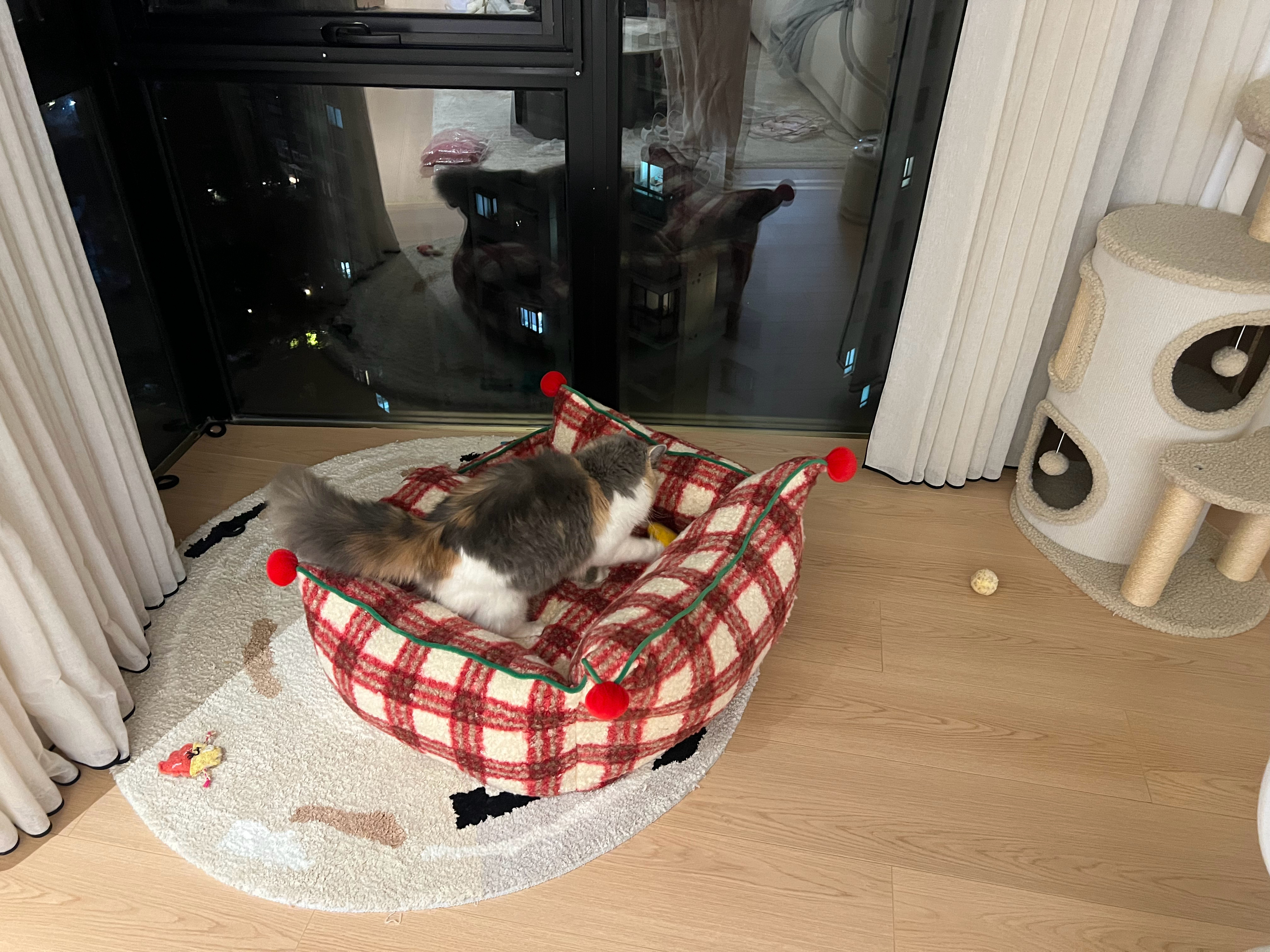 咱也是有儿童房的🐈了阿十阿姨圣诞送了嘟米小床 它真的爱不释手  每天早上醒来就