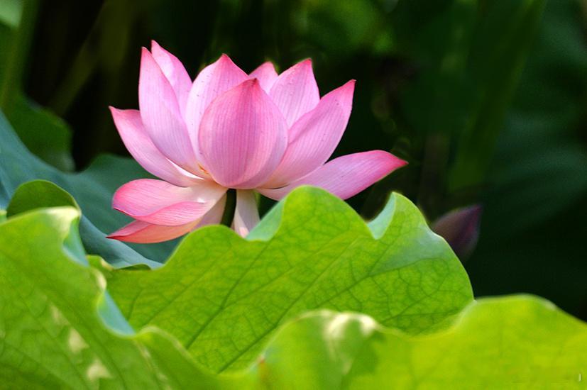 “爱此红蕖鲜”～荷花荷花绽放於泥不染花中君子怡起绽放争奇斗艳荷花欣赏