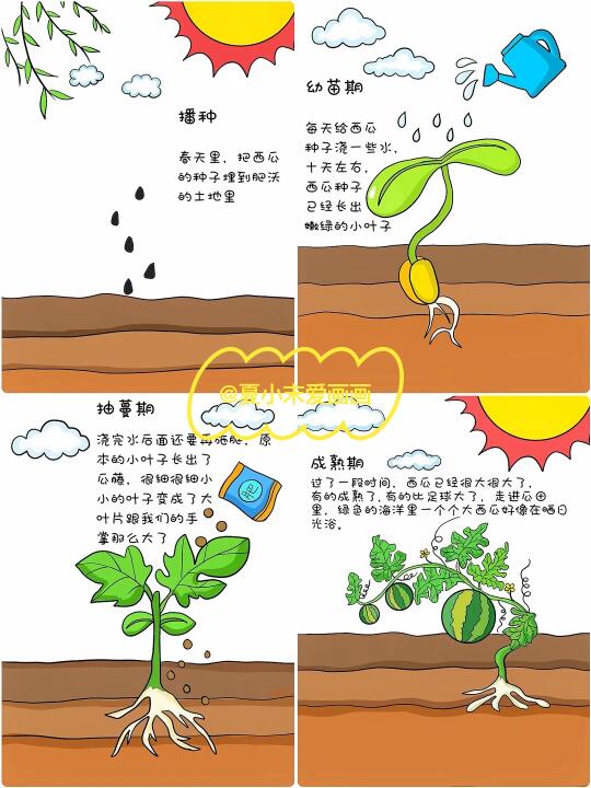 西瓜成长记、植物观察日记、手绘绘本