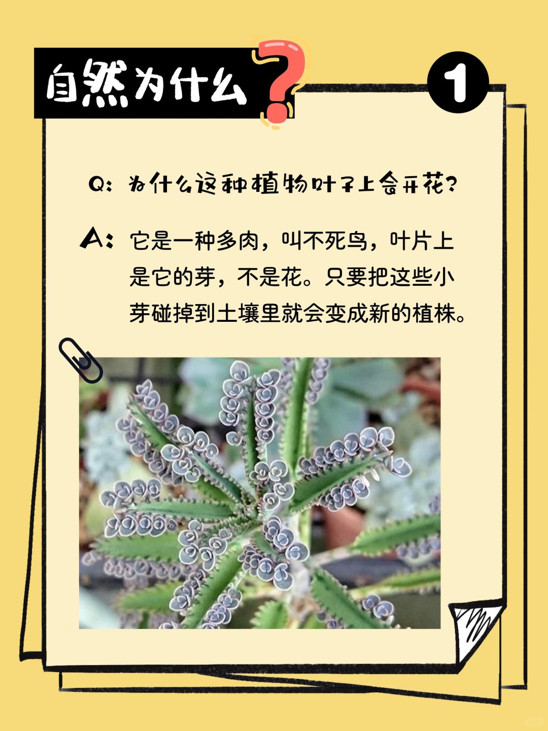 自然为什么｜神奇植物有话说 ①