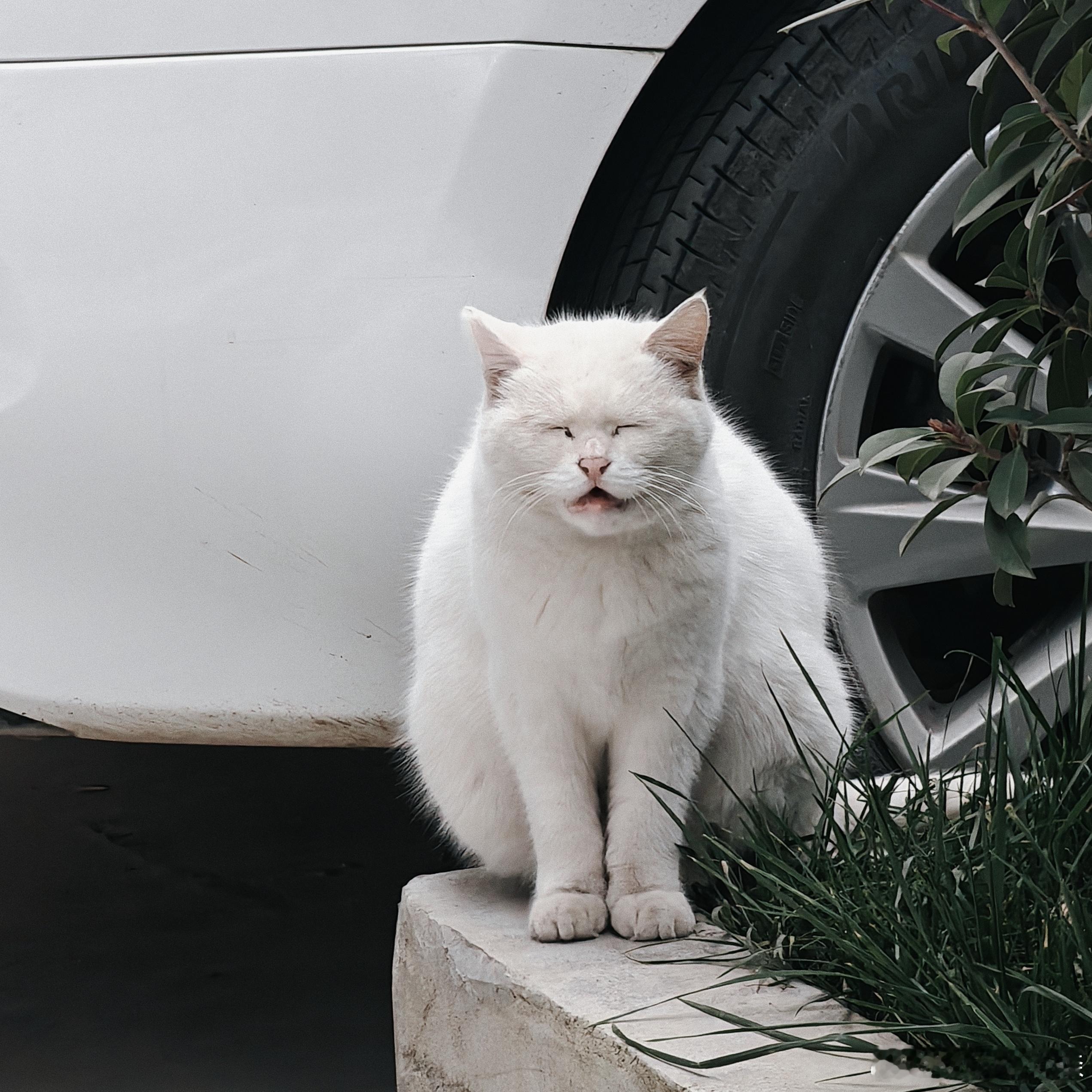 🔻城墙里的老房子和猫 