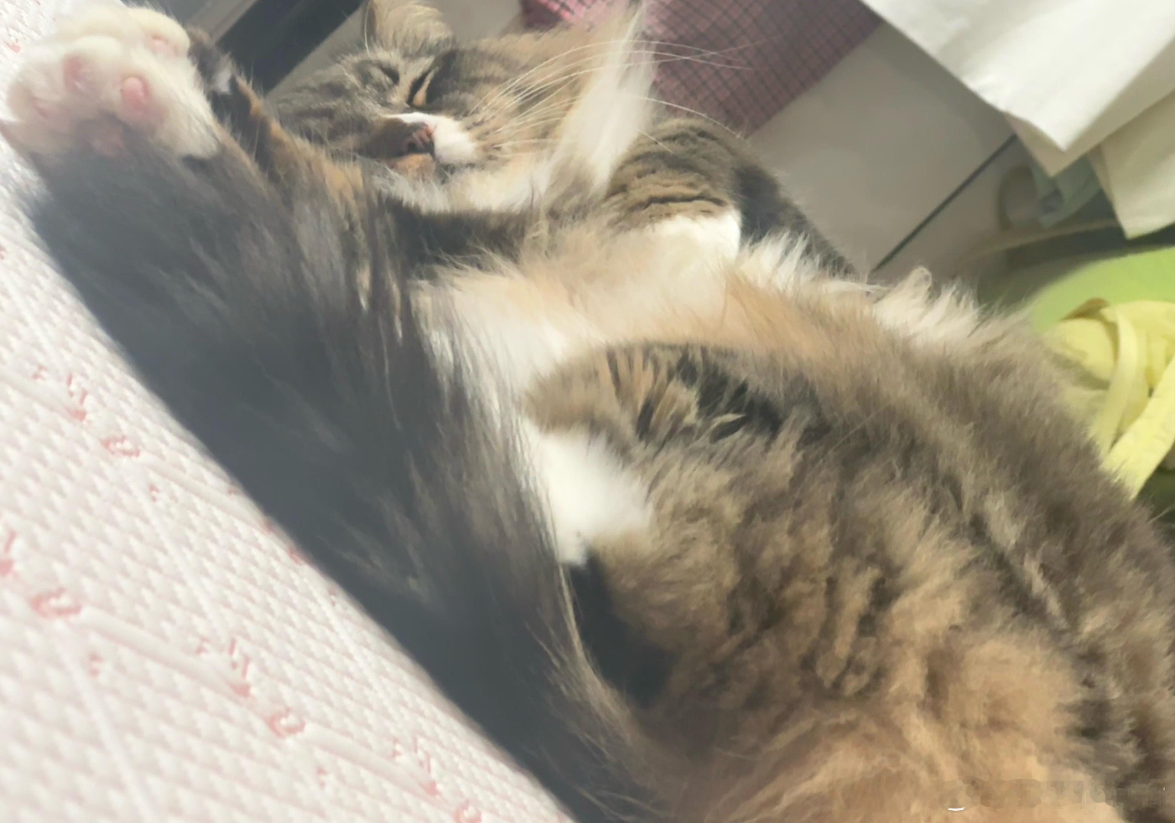 谁家小猫咪睡觉乱七八糟的[捂嘴哭] ​  ​​​