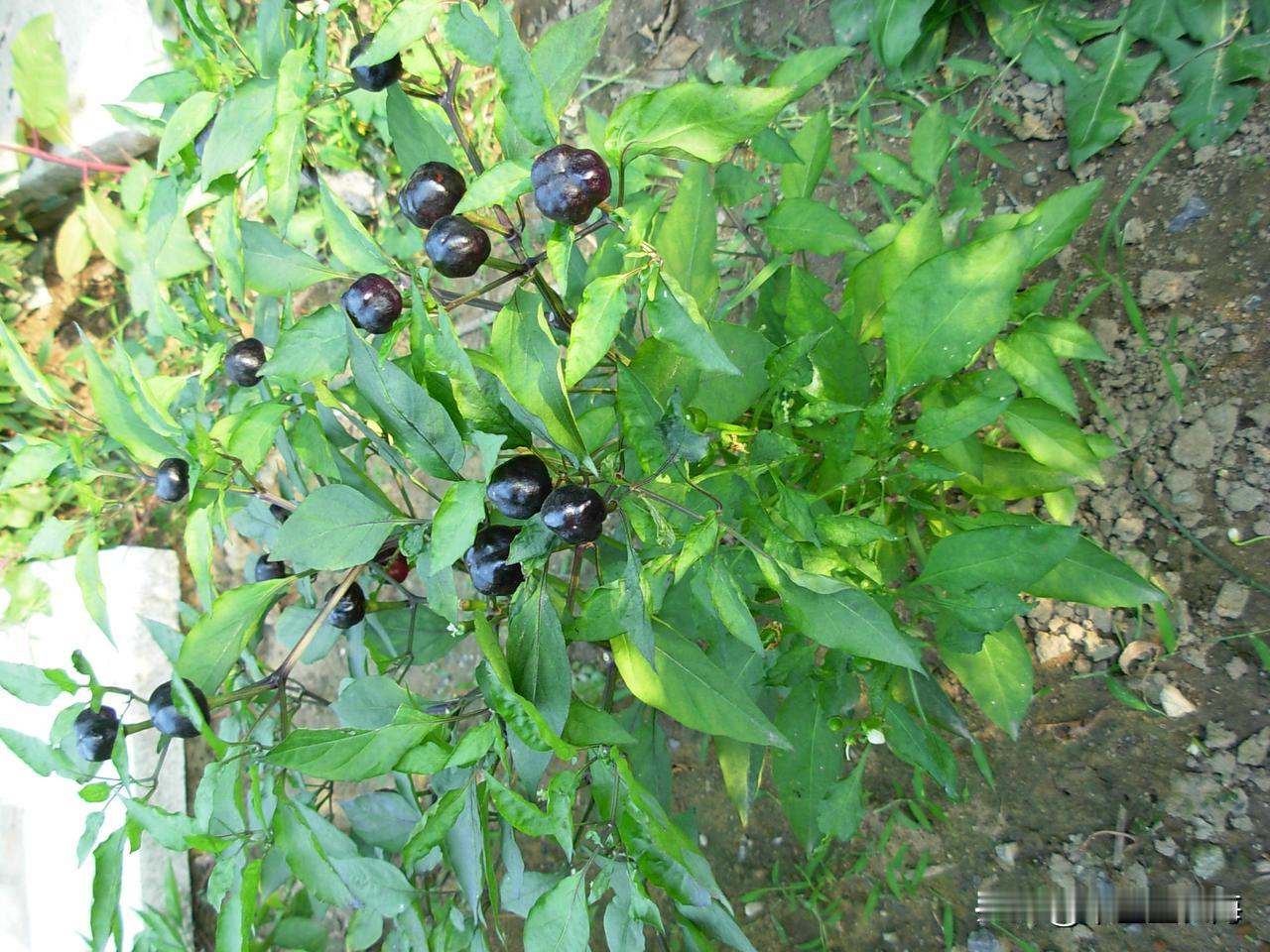 看了新闻说现在很多蔬菜、庄稼农民种了后不能留种子，不少还是无籽的，这样需要种植就