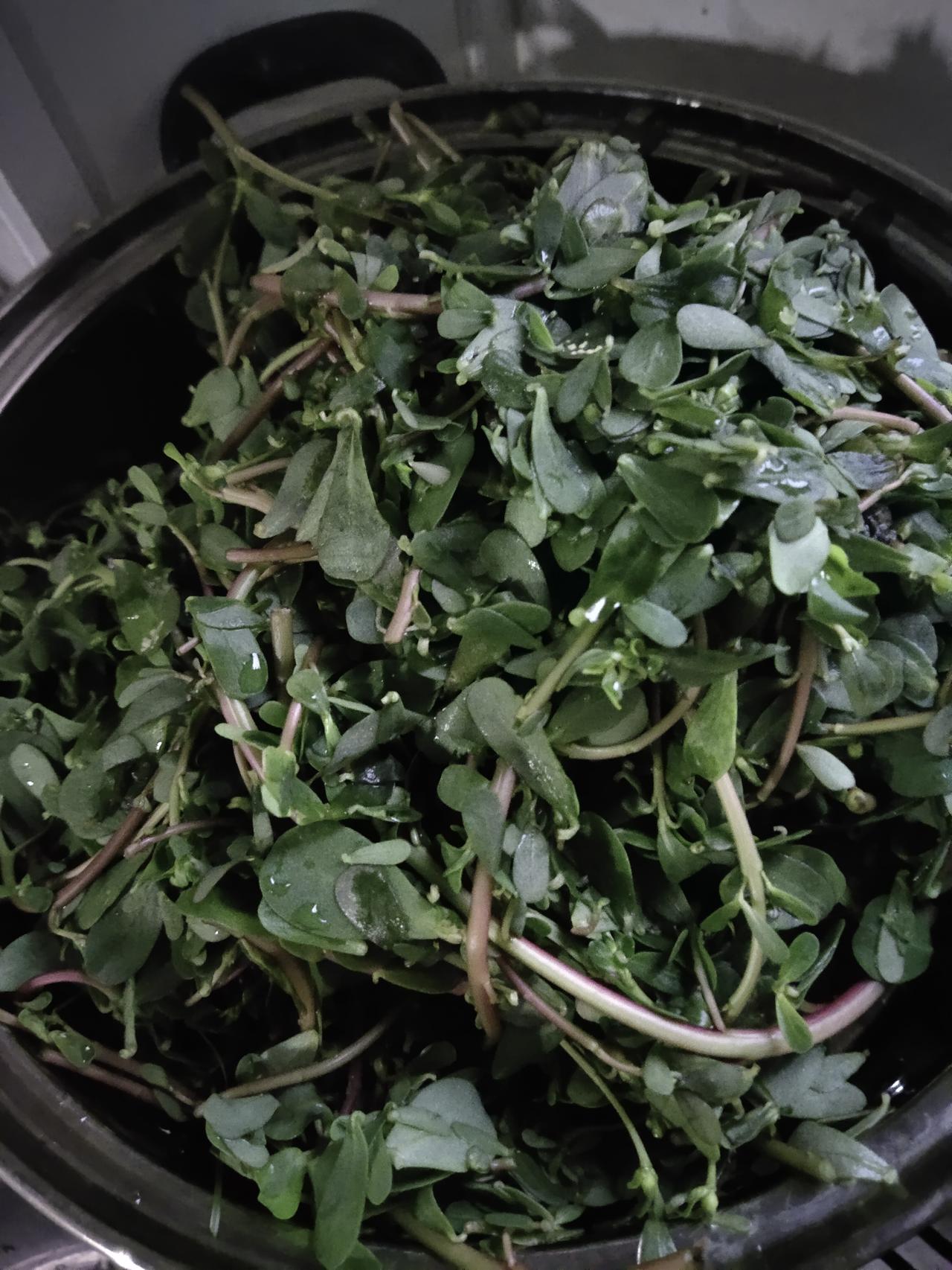 今晚可要好好享用野菜大餐啦！昨天从老家带回了些野菜，有马齿苋和扫帚菜，马齿苋的量